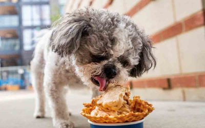 Pet Friendly Eateries – A Night Out for the ENTIRE Family