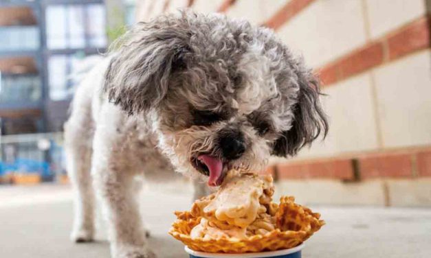 Pet Friendly Eateries – A Night Out for the ENTIRE Family